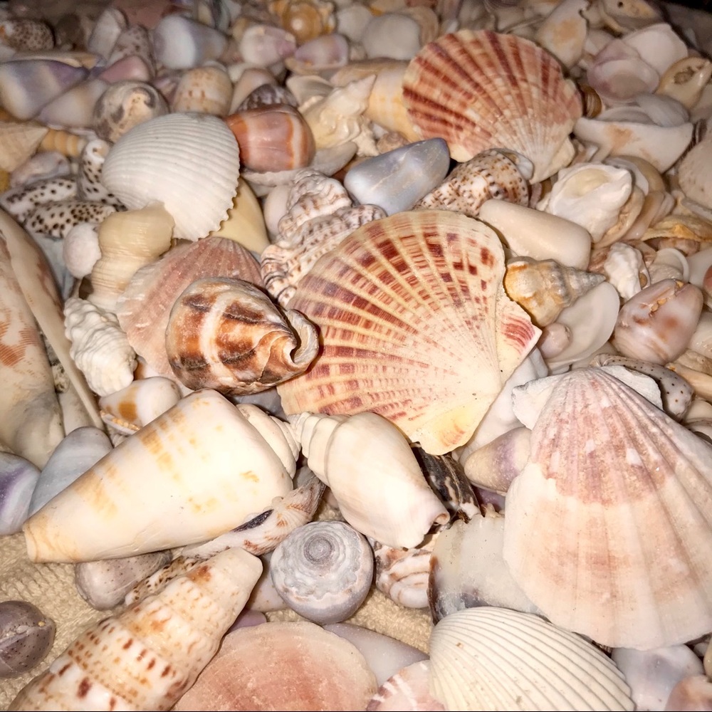 Hand-picked Hawaii Shells🐚 20 pieces.
